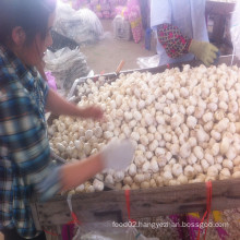 Chinese Fresh Garlic Farm Factory in Shandong